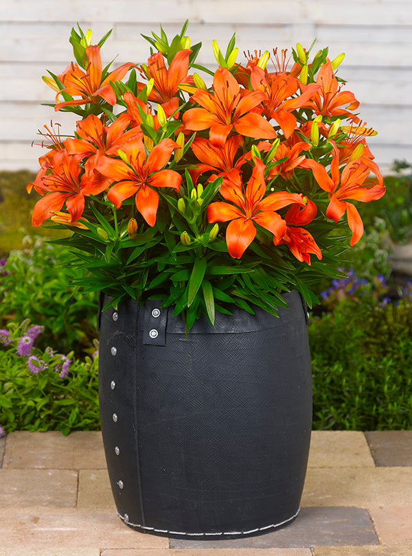 asiatic lily matrix Matrix Dwarf Asiatic Lily – EVERGREEN