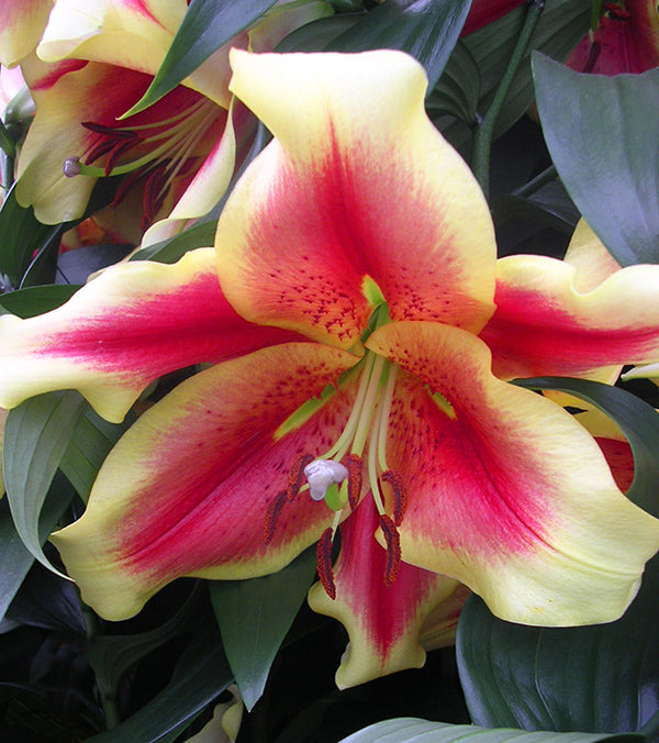 African Lady Oriental x Trumpet Hybrid Lily