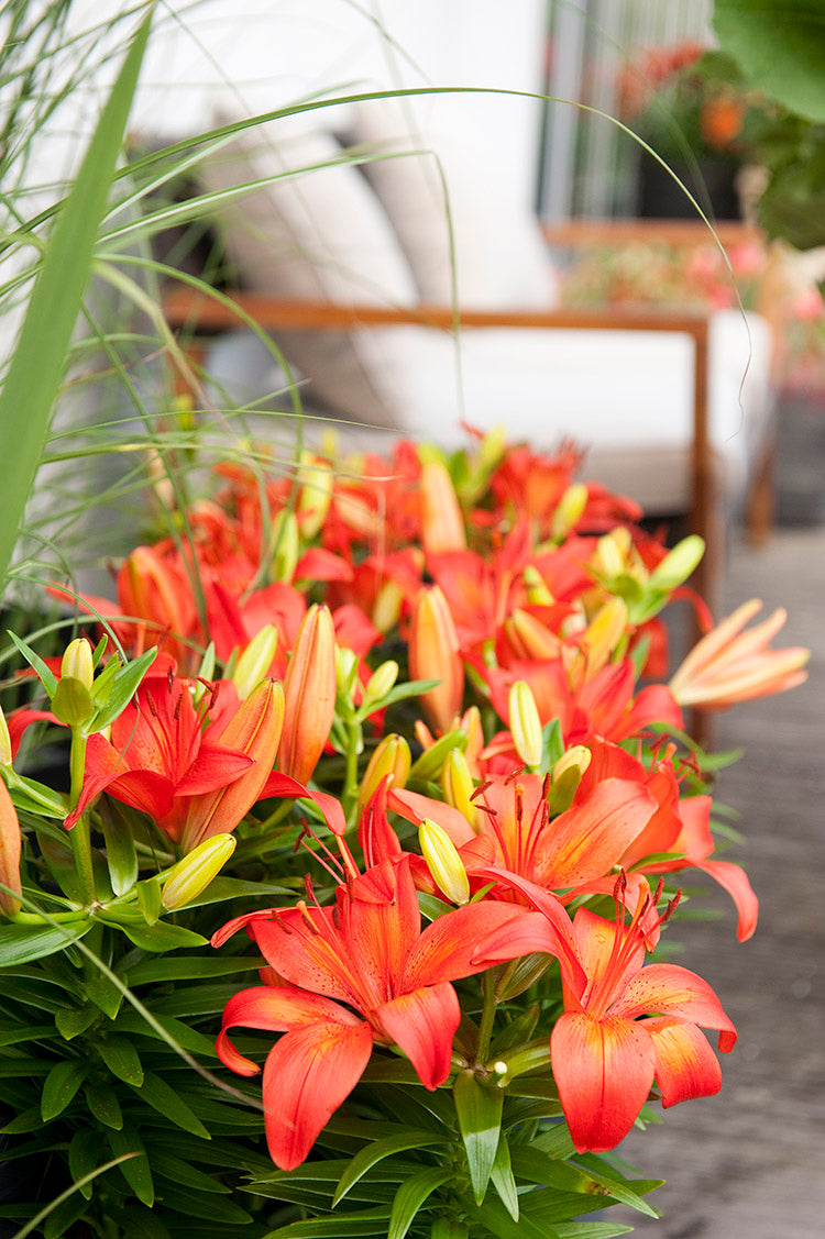 dwarf asiatic lilies Orange Matrix Dwarf Asiatic Lily – EVERGREEN