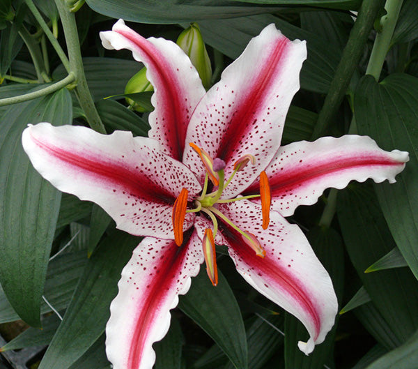 Dizzy Oriental Lily
