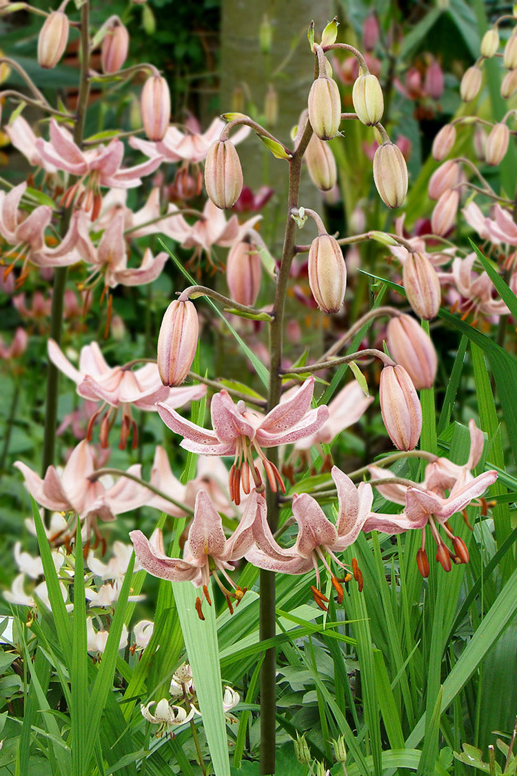 Pink Morning Martagon Lily