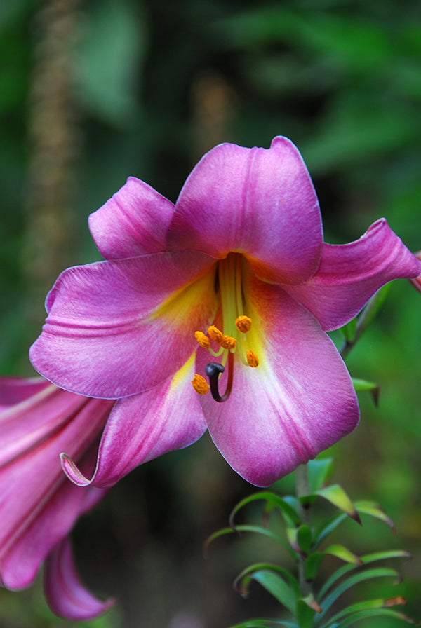 Pink Perfection Trumpet Lily