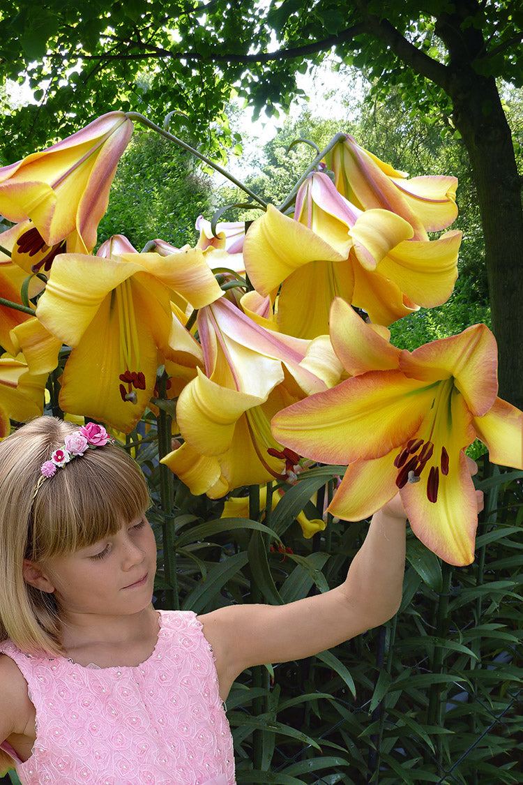 Rising Moon Oriental x Trumpet Hybrid Lily