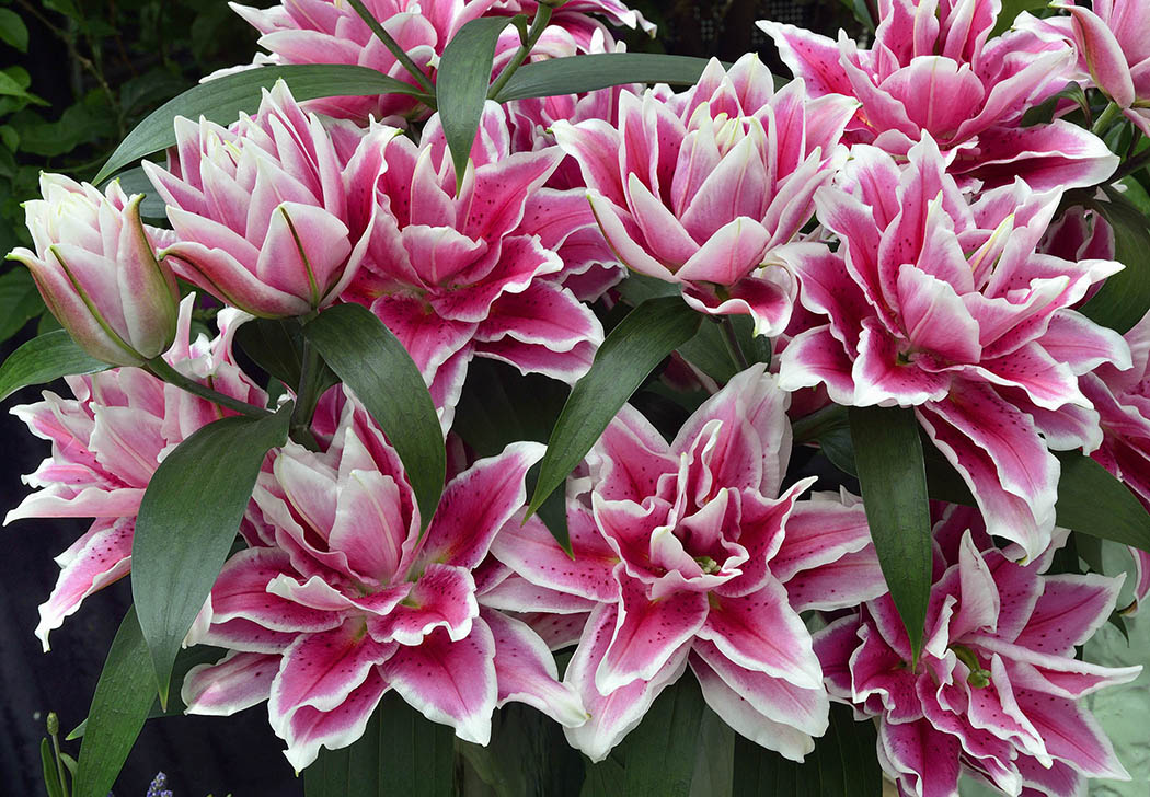 Roselily Samantha Pollen Free Double Oriental Lily