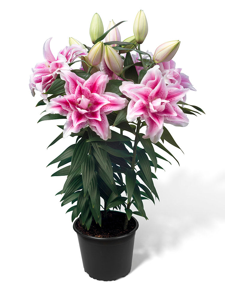Roselily Nowa Double Oriental Lily