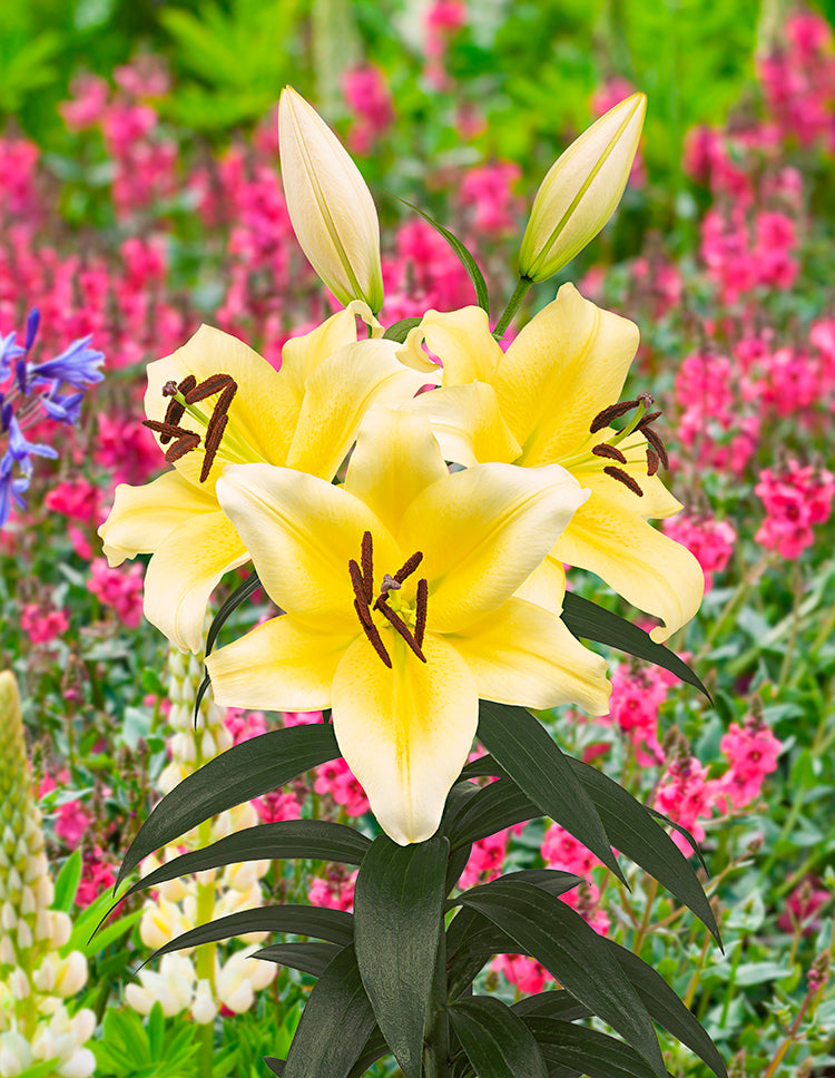 Sunny Bliss Dwarf Oriental Lily