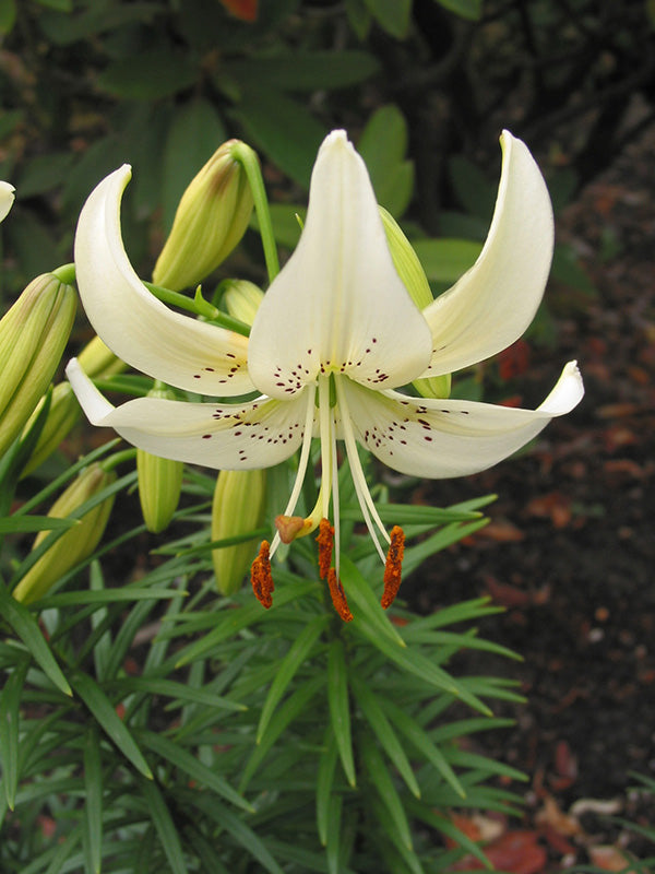 Sweet Surrender Tiger Lily