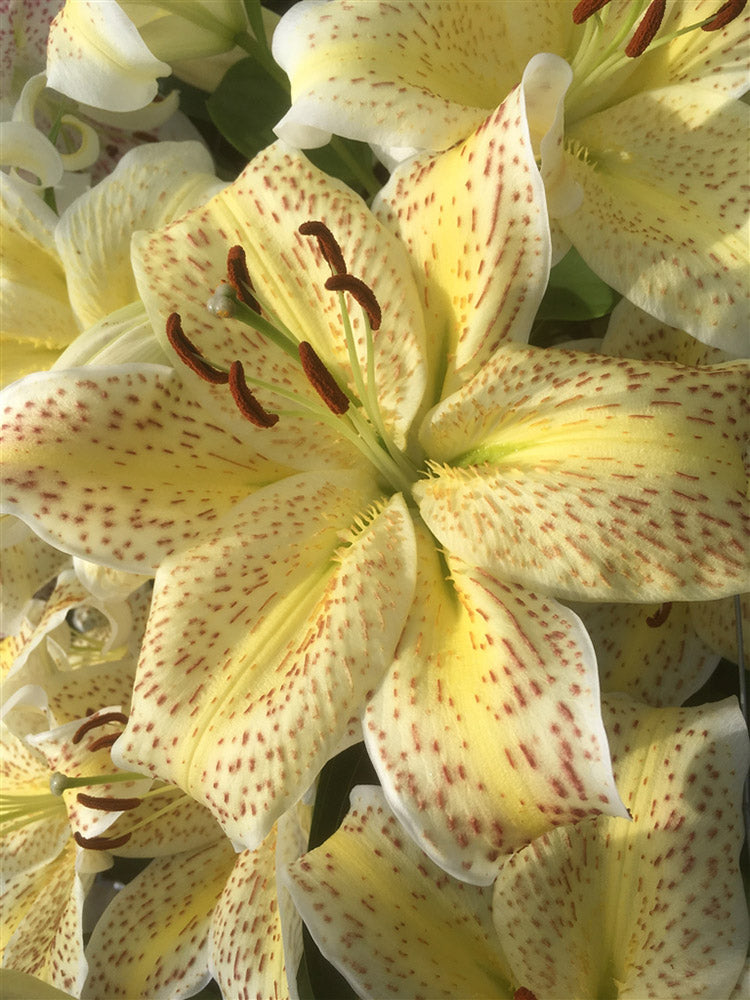 Tiger Moon Oriental Lily