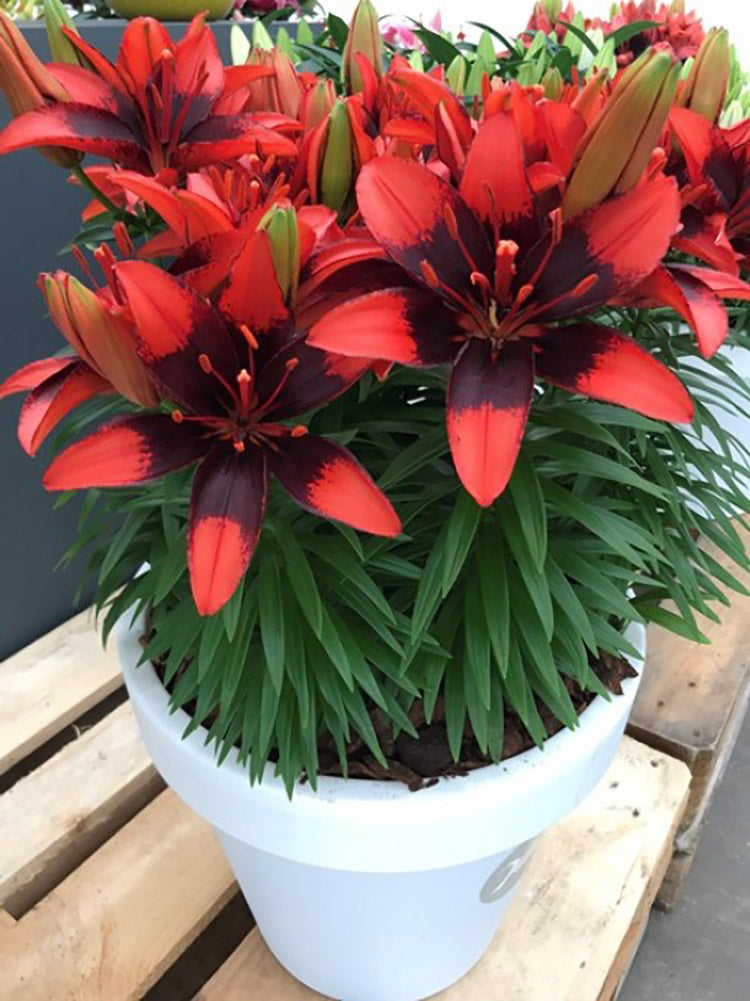 Tiny Ink Dwarf Asiatic Lily