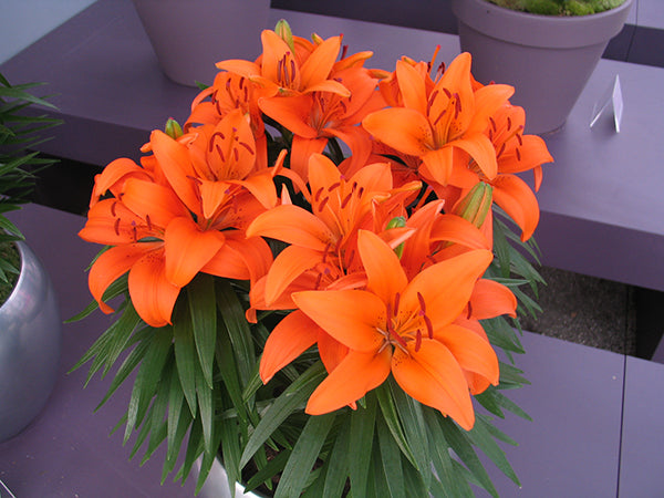 Tiny Invader Dwarf Asiatic Lily