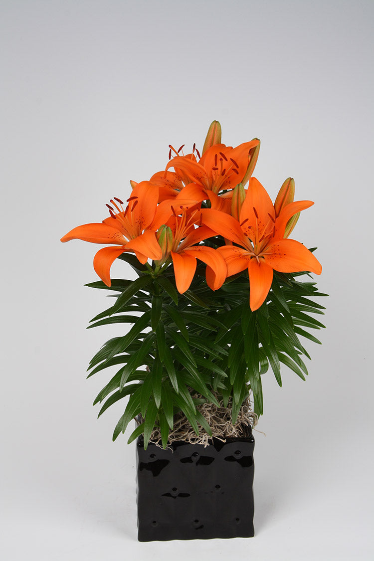 asiatic patio lily buzzer Tiny Invader Dwarf Asiatic Lily – EVERGREEN