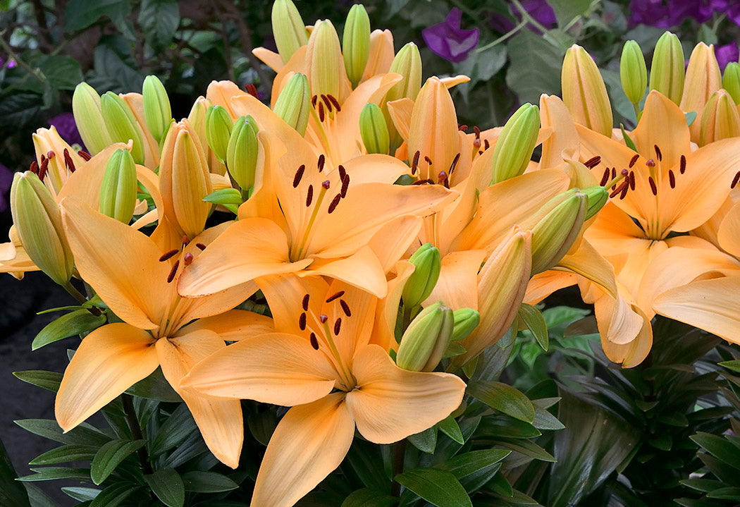 asiatic lily evergreen Tiny Moon Dwarf Asiatic Lily – EVERGREEN