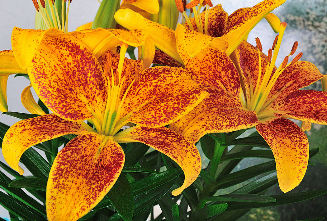 Tiny Parrot Dwarf Asiatic Lily