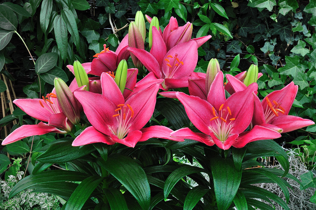 Tiny Pearl Dwarf Asiatic Lily