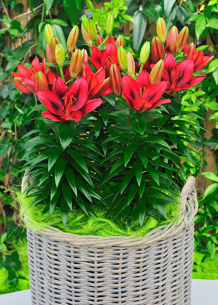 Tiny Rocket Dwarf Asiatic Lily