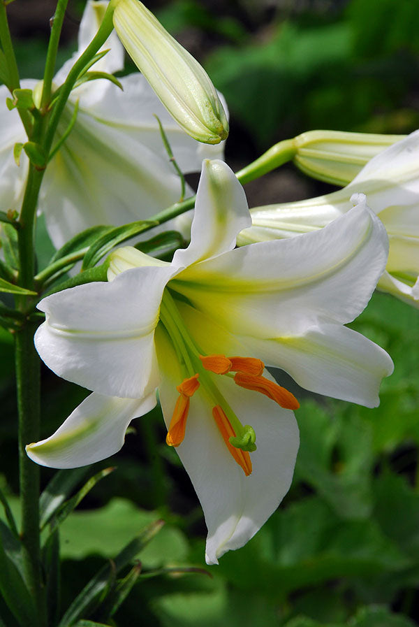 Regale Trumpet Lily