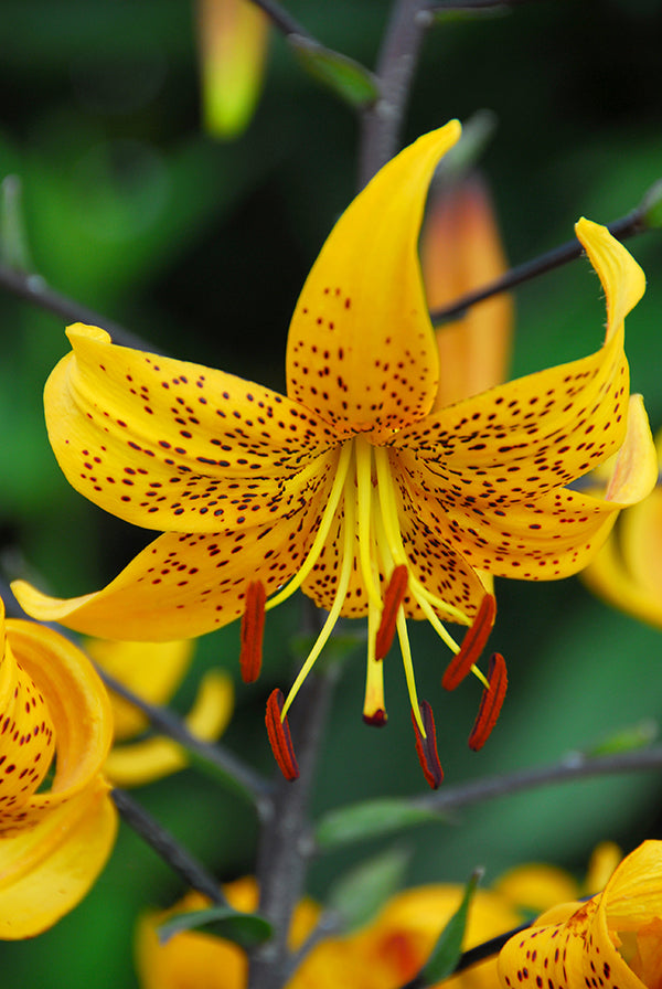 Leichtlinii Yellow Tiger Lily