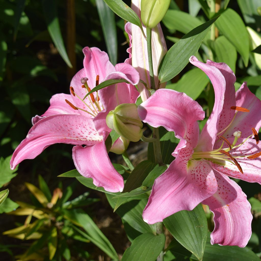 Josephine Oriental Lily