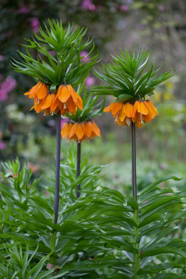 Imperialis Rubra Fritillaria Bulbs