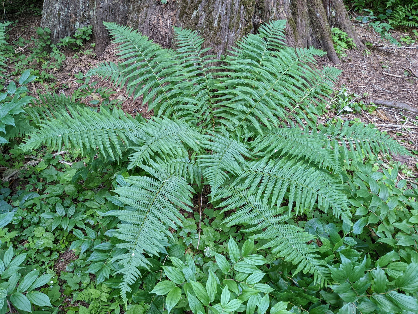 Dryopteris Filix-Mas Male Fern