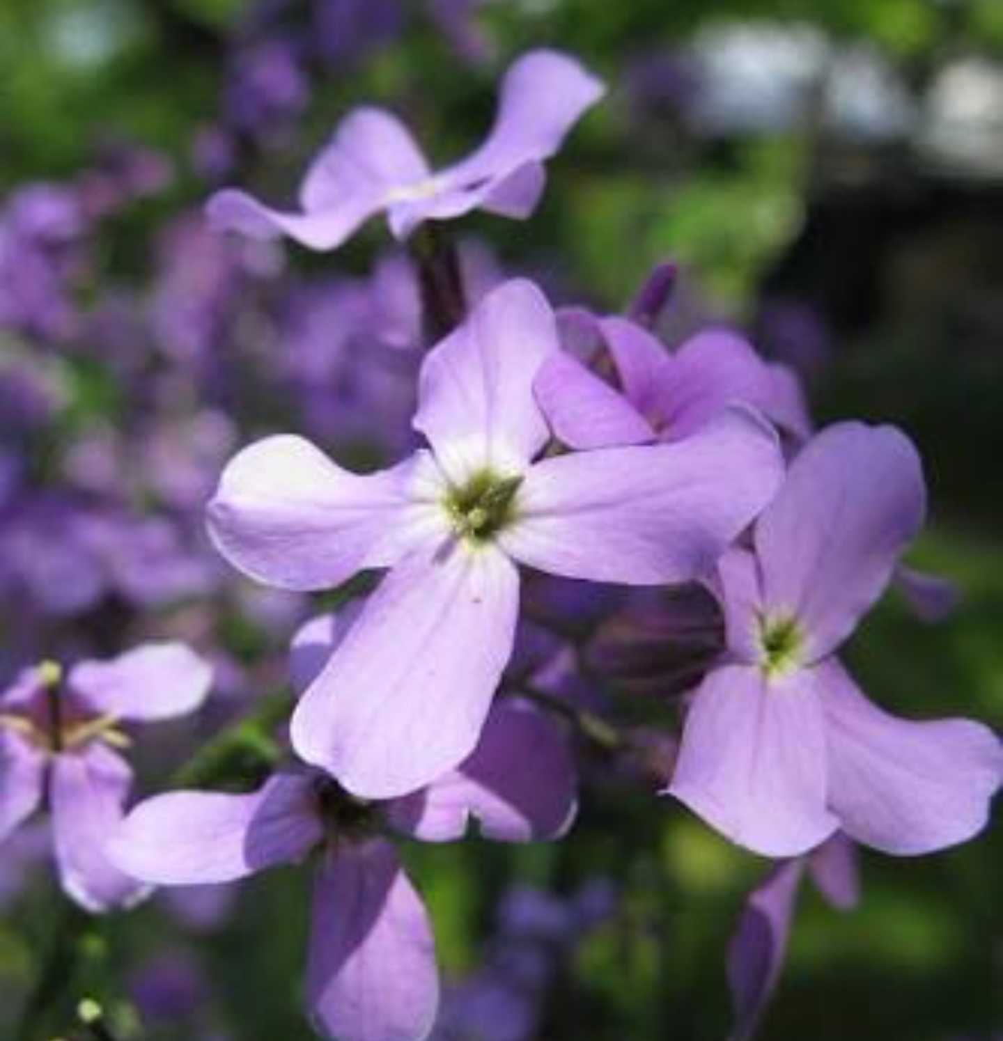 Evening Scented Stock Seeds online shopping