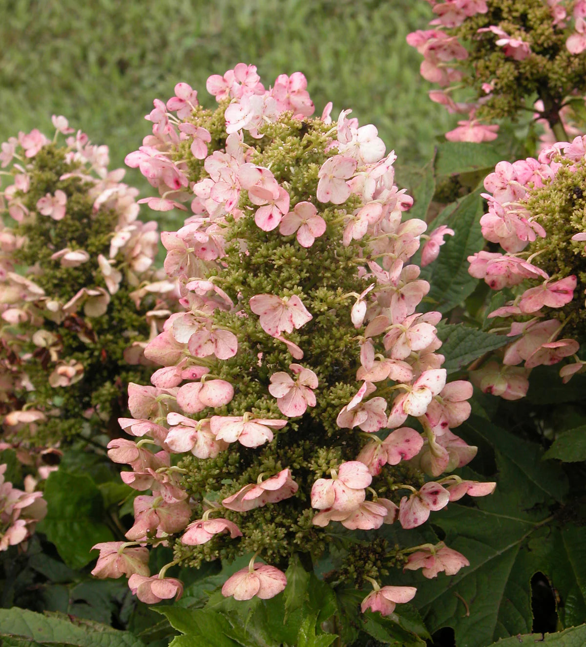 Hydrangea quercifolia Munchkin