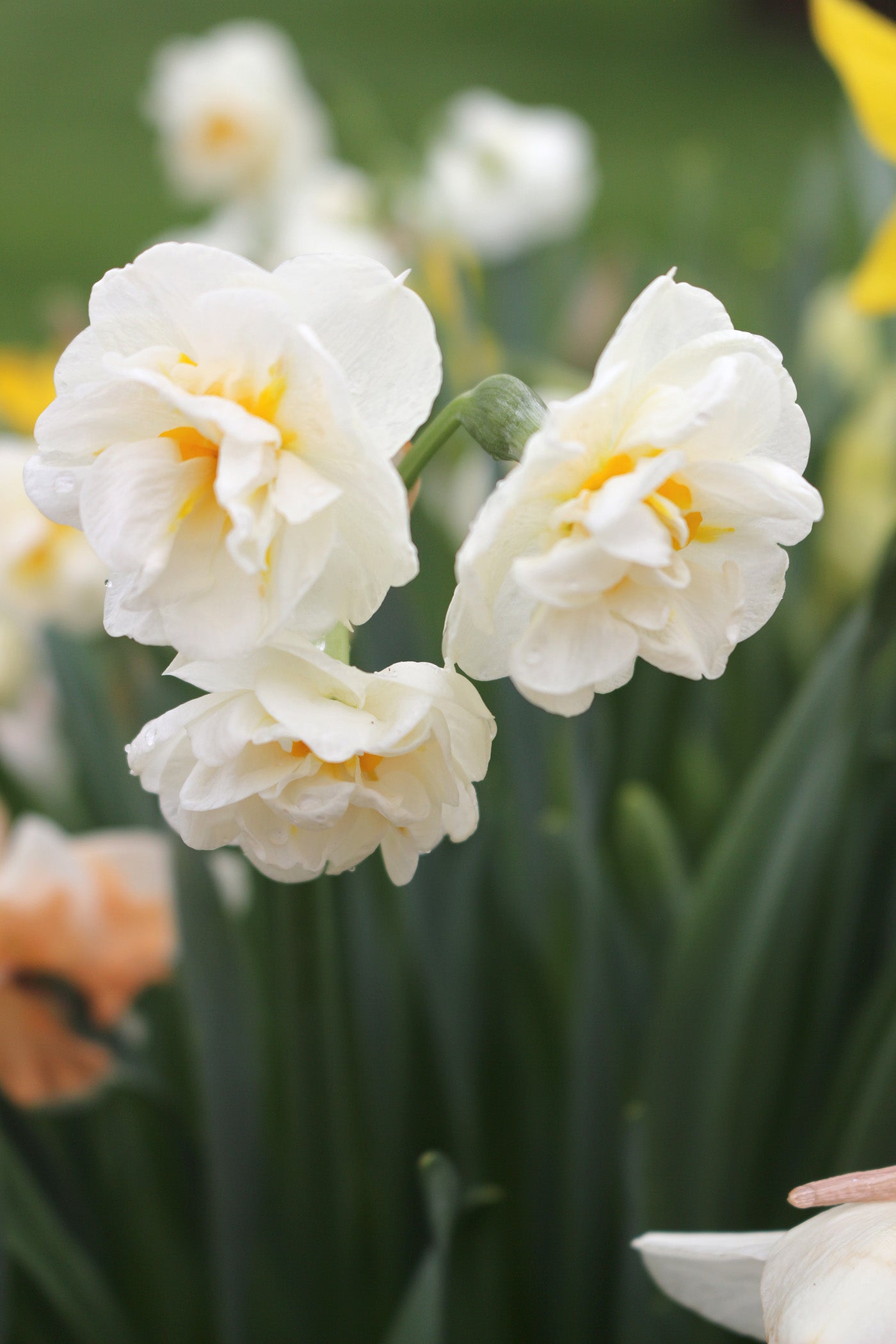 Bridal Crown Narcissus Bulbs
