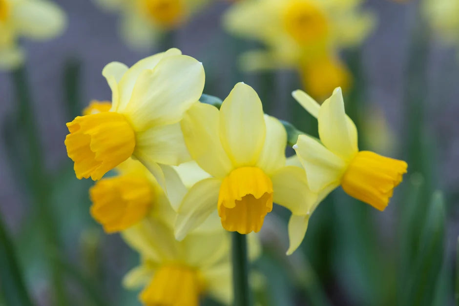Eaton Song Narcissus Bulbs