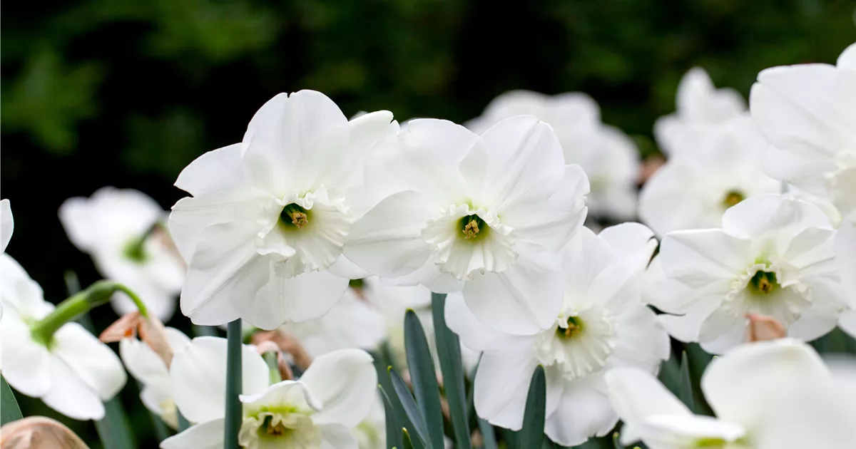 Falmouth Bay Narcissus Bulbs