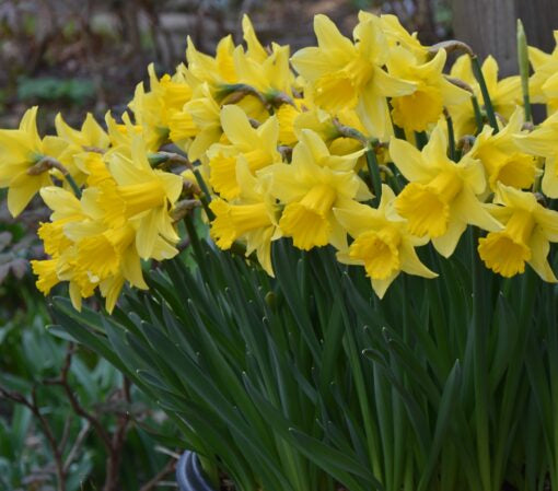 Rynveld Early Sensation Narcissus Bulbs