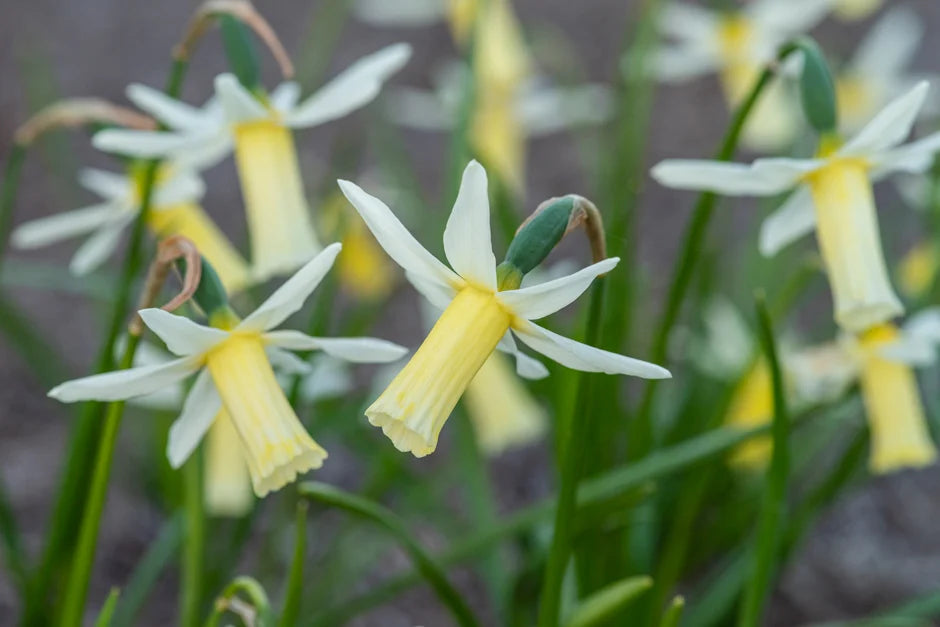 Snipe Narcissus Bulbs