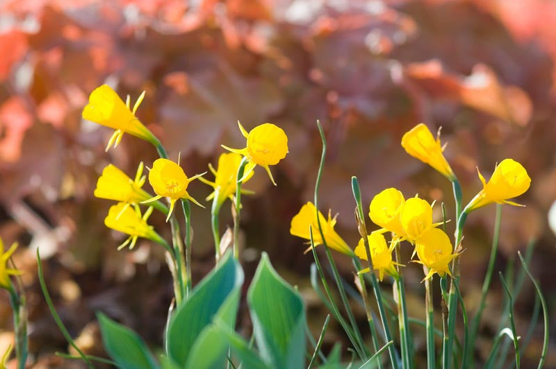 Golden Ducat Narcissus Bulbs