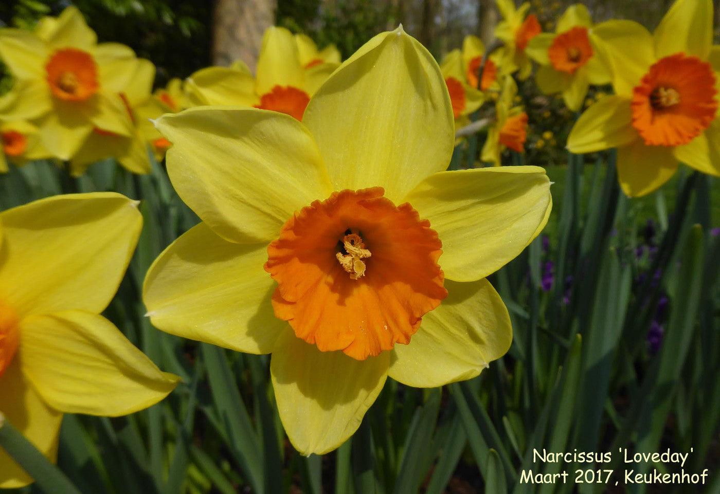 Loveday Narcissus Bulbs
