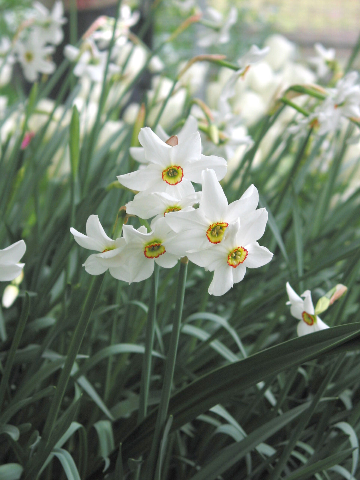 Poeticus Recurvus Narcissus Bulbs