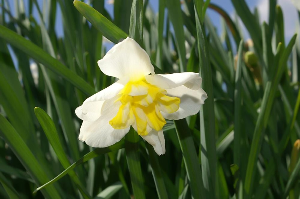 Lemon Beauty Narcissus Bulbs