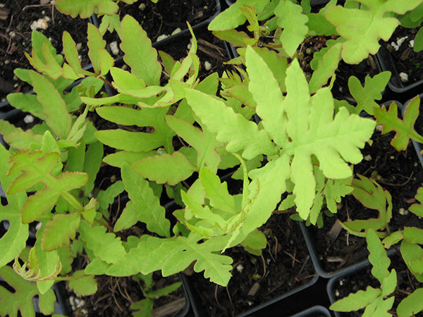 Onoclea Sensibilis Sensitive Fern