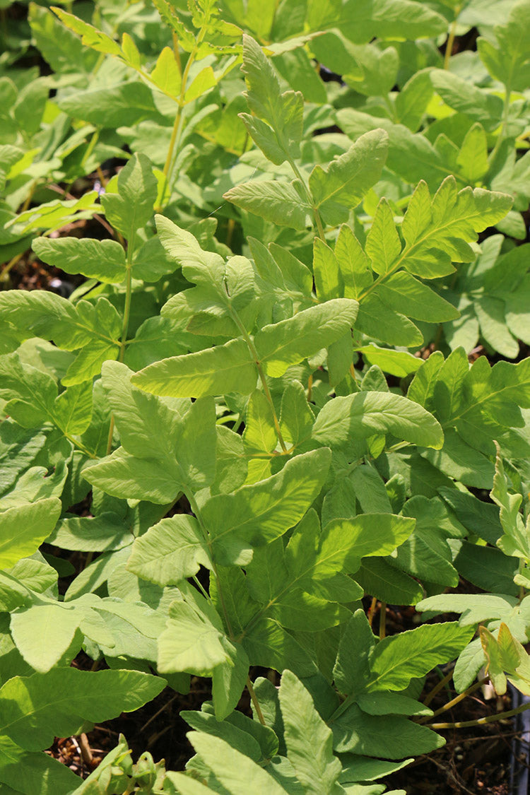 Osmunda Regalis Purpurascens Royal Fern