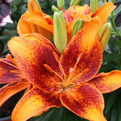 Tiny Cosmic Dwarf Asiatic Lily