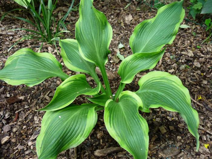 Montana Aureomarginata Hosta Plant