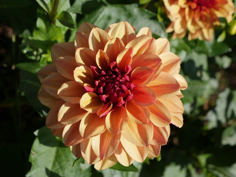 Crème de Cognac Dahlia