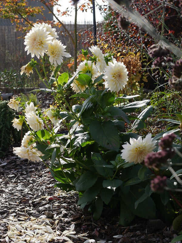 Café au Lait Dahlia