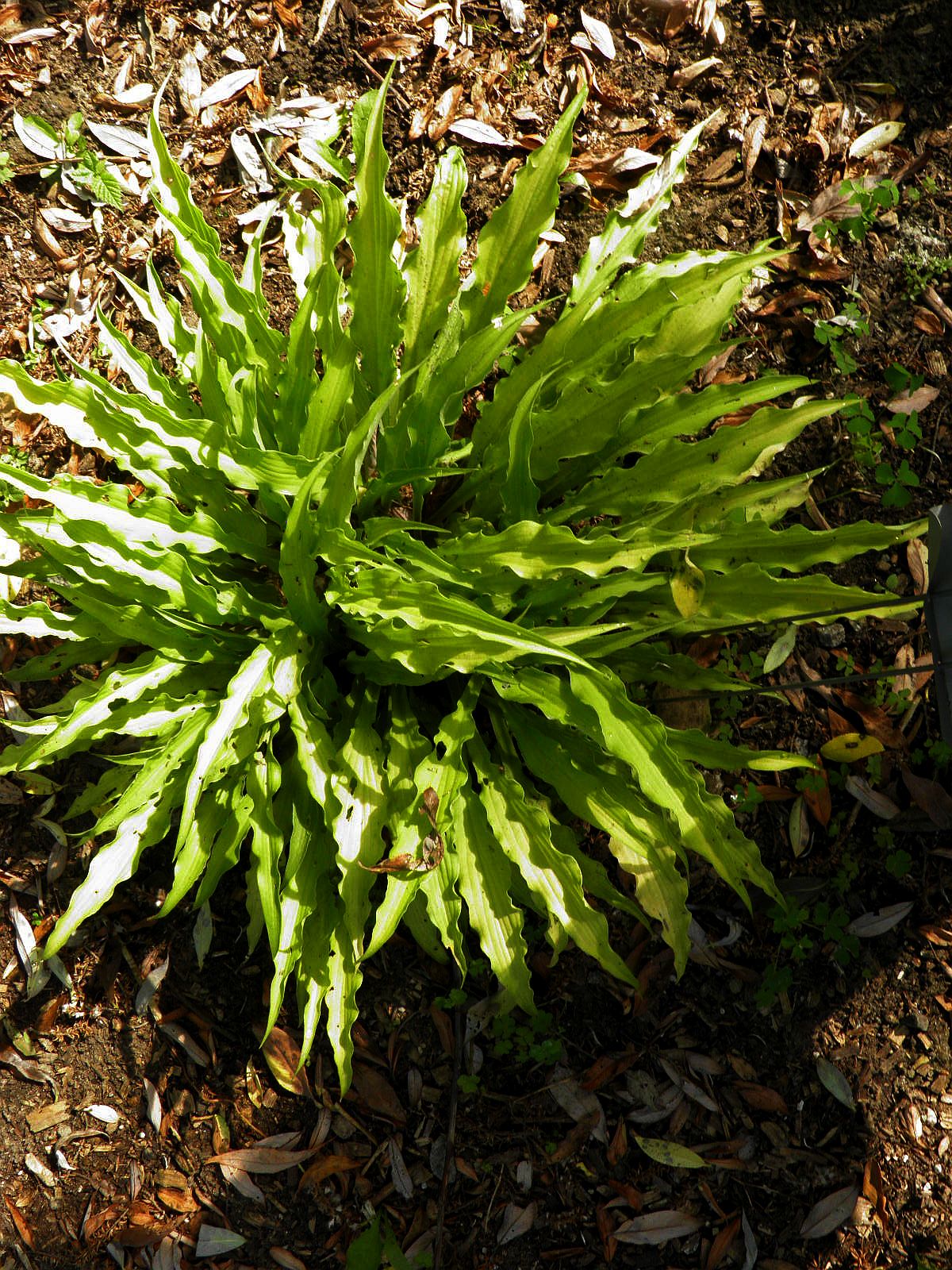 Curly Fries Hosta Plant
