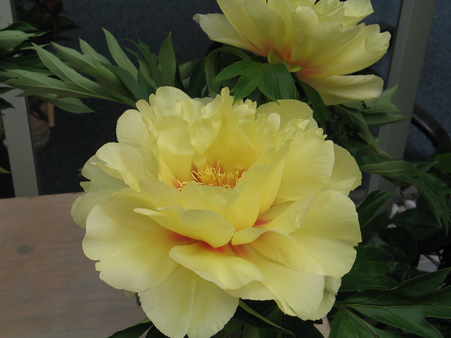 Paeonia Itoh Bartzella