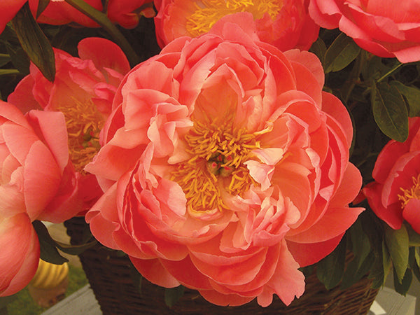 Paeonia Lactiflora Coral Sunset
