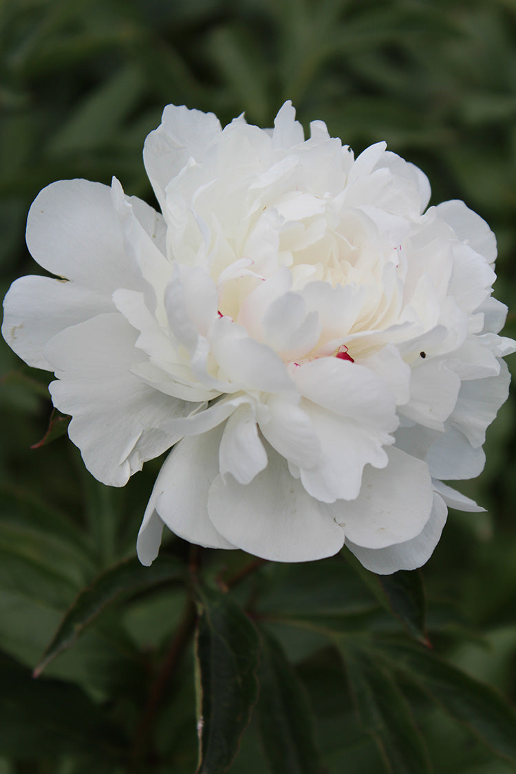 Paeonia Lactiflora Festiva Maxima