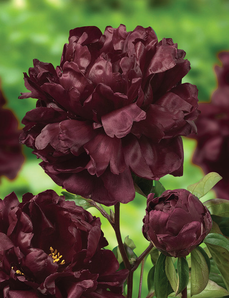 Paeonia Lactiflora Francoise Ortegat