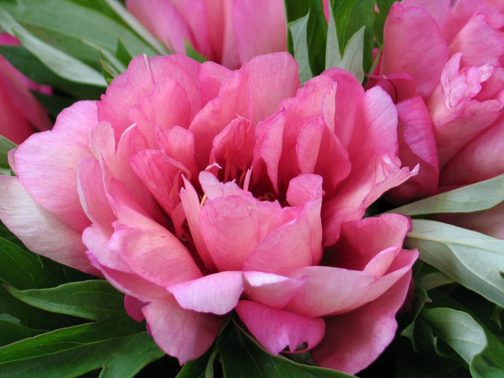 Paeonia Itoh Hillary