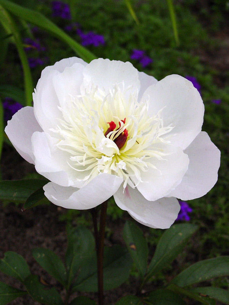 Paeonia Lactiflora Immaculée