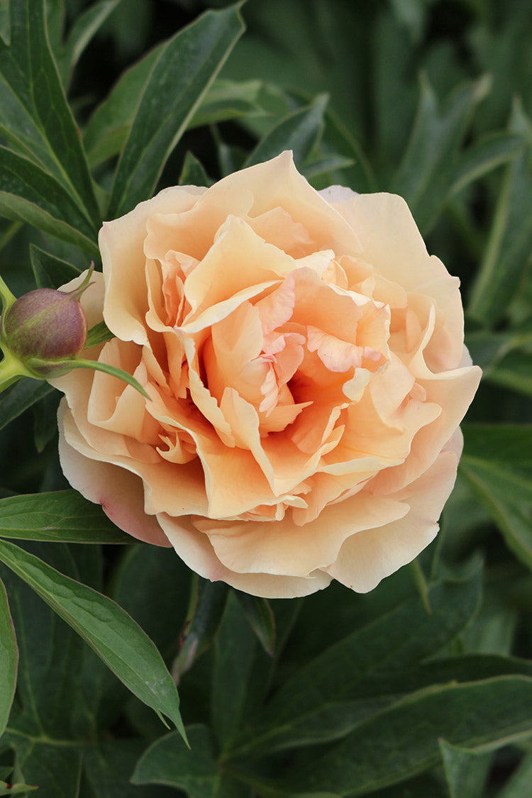 Paeonia Itoh Canary Brilliants