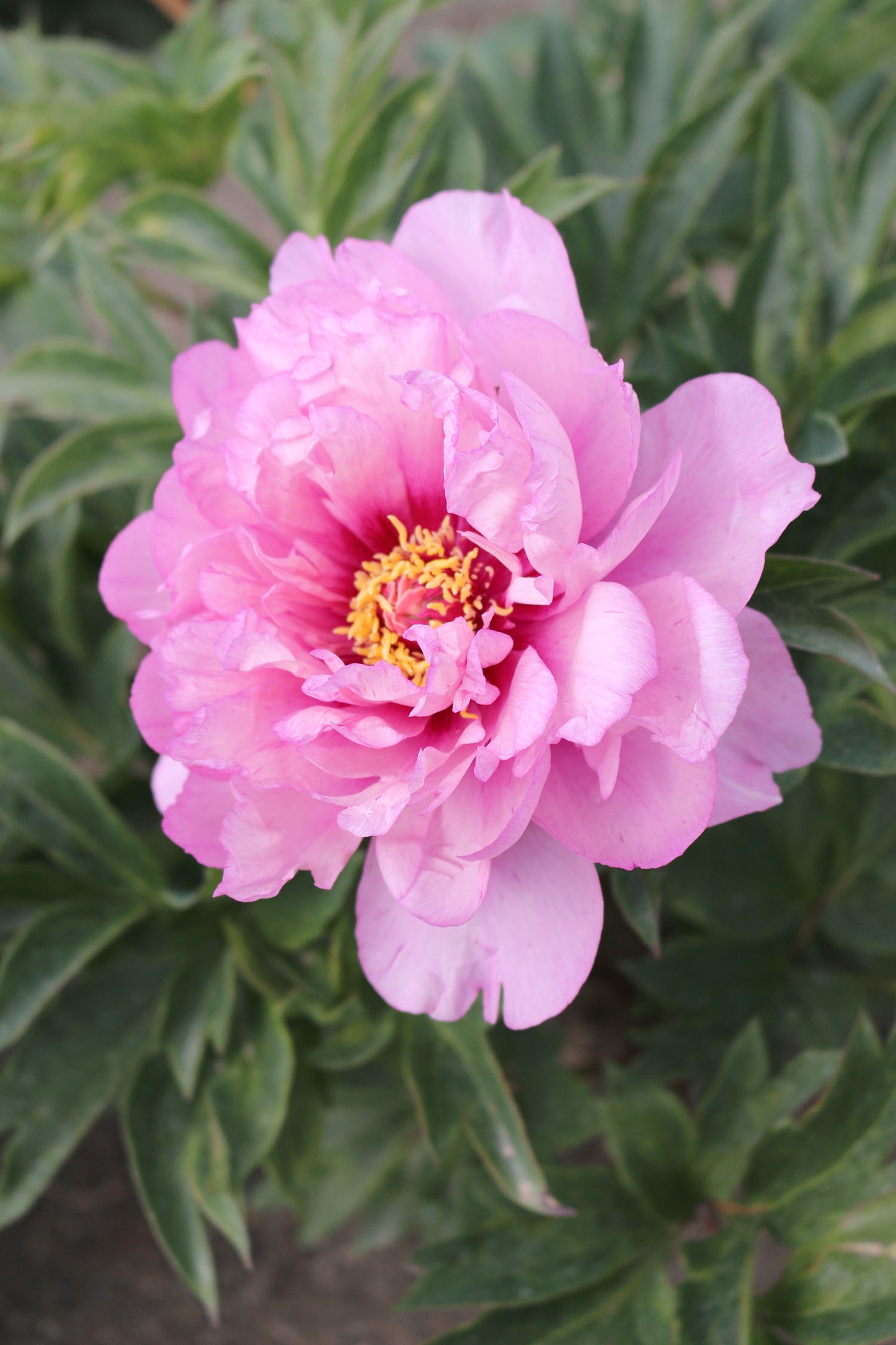 Paeonia Itoh First Arrival